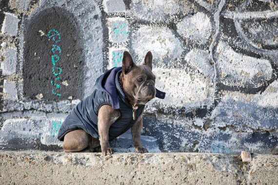 Designer top dog jacket