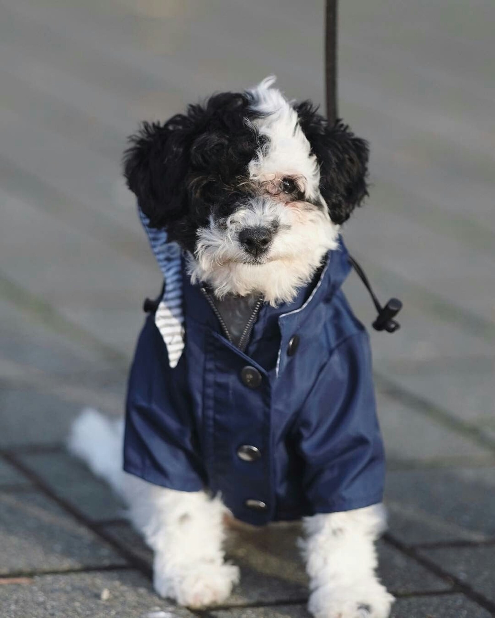 Navy Dog Raincoat // Waterproof Dog Jacket for All Breeds // Etsy