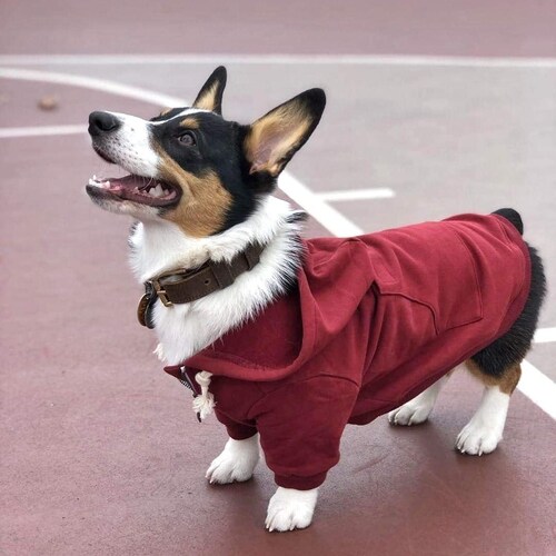 Light Grey Dog Hoodie // Lightweight Dog Coat // Sizes XXS Etsy