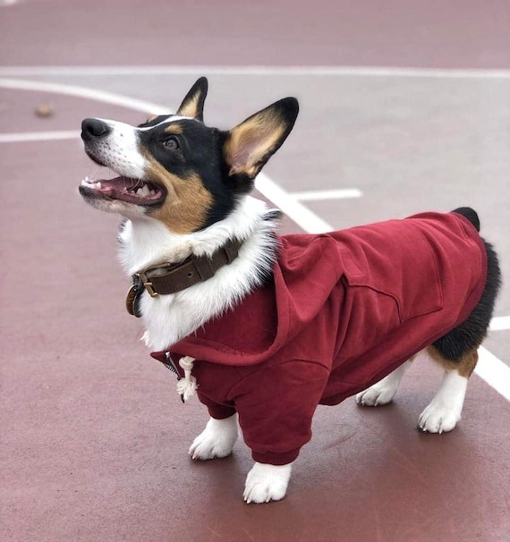 designer dog hoodie