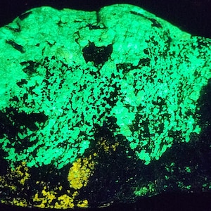 May include: A raw mineral specimen displaying intense fluorescent properties under ultraviolet light. The rock features a prominent, glowing neon green crystalline structure across its surface, contrasted by smaller patches of bright yellow luminescence.