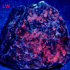 May include: A rough, irregular mineral specimen displaying intense fluorescent red and deep purple coloration under ultraviolet light. The surface features a textured, craggy appearance with scattered bright white specks. The letters LW appear in red.