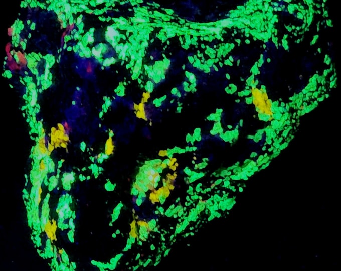 Nice Big Shortwave SW Fluorescent 4-Color Esperite Willemite Hardystonite & Calcite Franklin Mine New Jersey UV Minerals Rocks