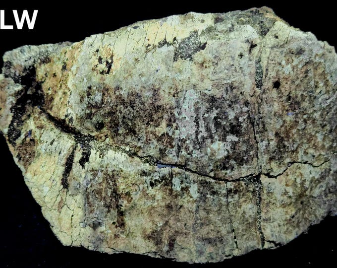 Big 6lbs+ Multi-Wave UV Fluorescent Fossilized Dinosaur Bone - Utah. USA Ultraviolet Minerals Rocks Fossils
