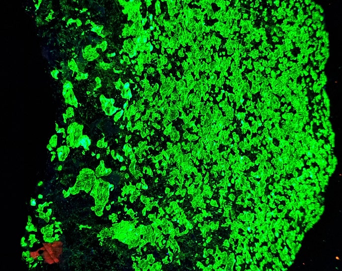 Shortwave SW & Longwave LW Ultraviolet Fluorescent Willemite w Minor Calcite Sterling Hill Mine by Franklin New Jersey UV Rock Mineral