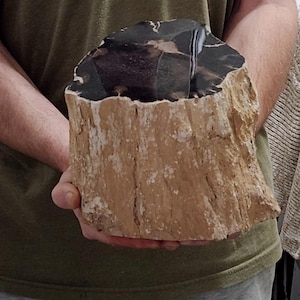 May include: A large, petrified wood specimen with a dark, polished top and a rough, light brown exterior. The fossilized wood is held in front of a person, showcasing its natural texture and color variations. This unique piece is a natural home decor item.