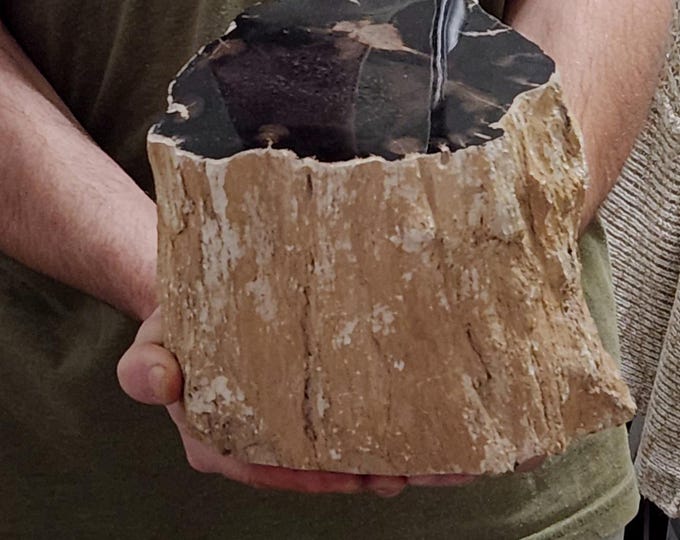 XL 15lbs Polished Agatized Fossil Conifer Tree Trunk Section - Deschutes River Canyon, Oregon, USA - Miocene Era Petrified Wood