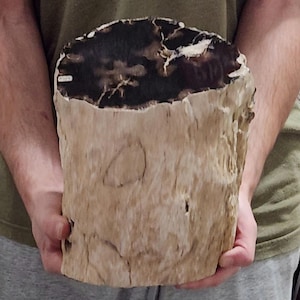 May include: A petrified wood specimen, displaying a cross-section of a tree trunk. The top surface is dark brown with lighter streaks, while the sides are light tan. The wood's texture and natural patterns are clearly visible.