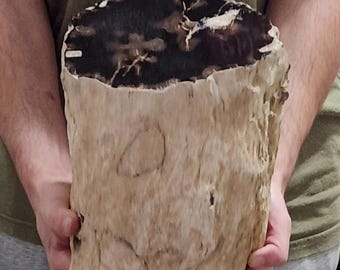 May include: A petrified wood specimen, showcasing a cross-section of a tree trunk. The top surface is dark brown with lighter streaks, while the sides display a light tan color. The wood's texture and natural patterns are clearly visible.
