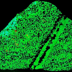 Sweet SW + LW Uv Fluorescent Willemite & Tephroite Vein with Calcite from Franklin, New Jersey Ultraviolet Mineral Specimen