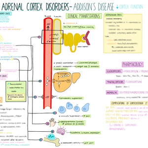 Endocrine NURISNG NOTES | Addison&#39;s Disease NCLEX Study Guide 1 Page Cheat Sheet