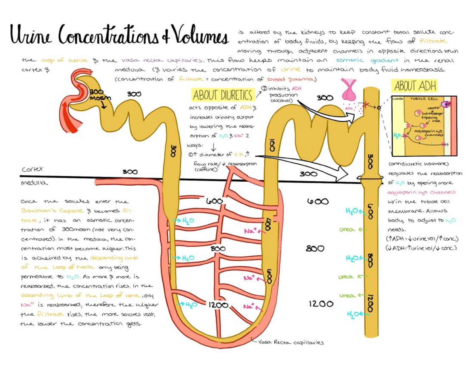 Urinary System Nursing Bundle | Anatomy & Physiology Study Guide ...