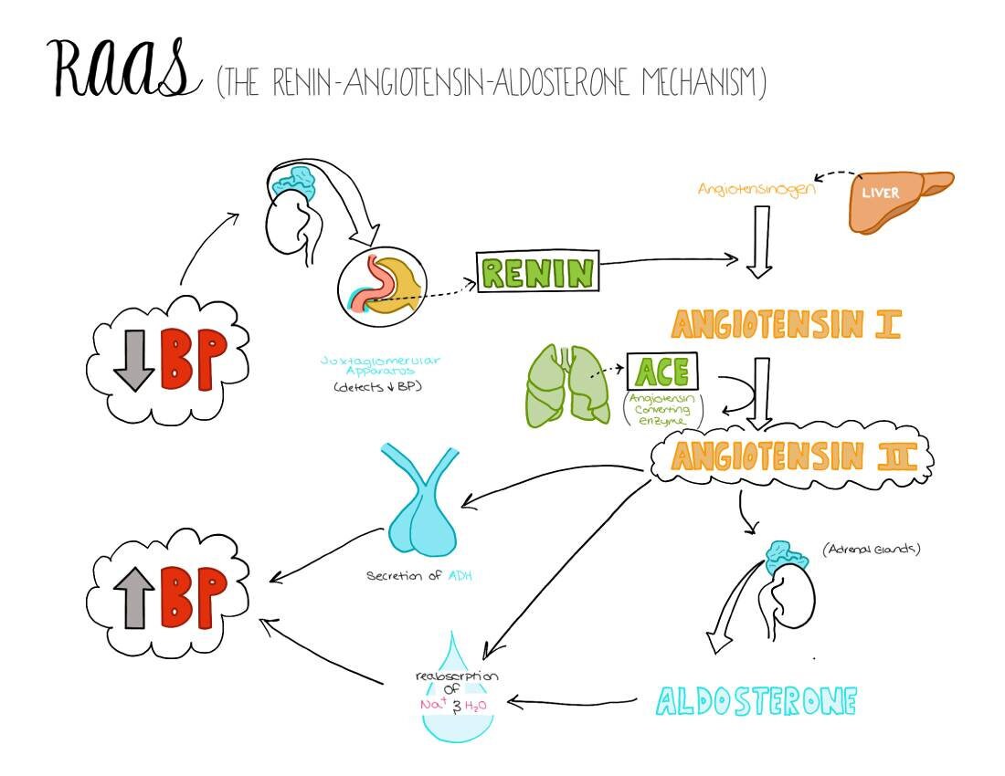 Urinary System Nursing Bundle | Anatomy & Physiology Study Guide ...