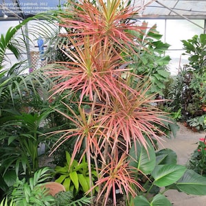Dracaena Marginata Tricolor- Dragon Tree Pink aka Colorama Madagascar (2 healthy Cuttings)