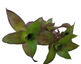 2 Callisia fragrans Cuttings (Turtle Vine, Inch Plant, Basket plant, Chain plant, Fragrant inch plant, False bromeliad, Octopus plant)