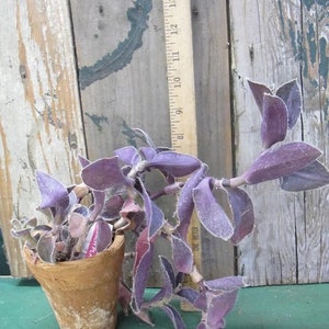 Tradescantia Setcreasea pallida 'Pale Puma' Purple Cobweb Wandering Dude in 3 Pot Pot included image 8