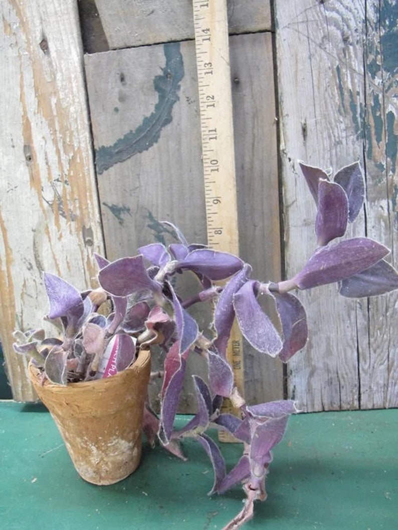 Tradescantia Setcreasea pallida 'Pale Puma' Purple Cobweb Wandering Dude in 3 Pot Pot included image 8