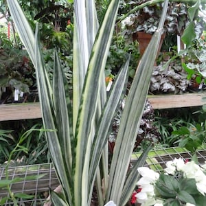 2 Sansevieria Bantel's Sensation, White Striped Snake plant, Mother-in-law's Tongue, Snake’s Tongue, Air Purifier Plant, LARGE 10" to 13"