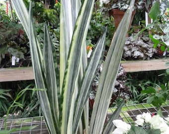 2 Sansevieria Bantel's Sensation, White Striped Snake plant, Mother-in-law's Tongue, Snake’s Tongue, Air Purifier Plant, LARGE 10" to 13"