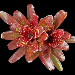 Bromeliad Neoregelia 'Royal Burgundy' image 8