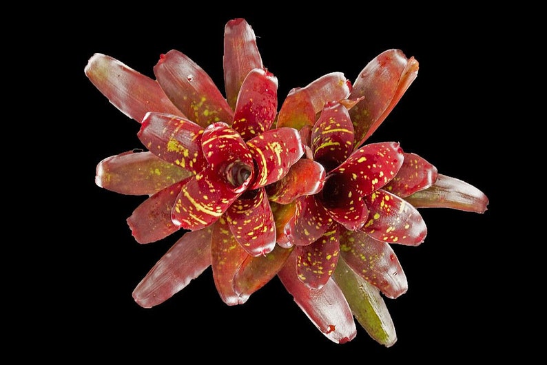 Bromeliad Neoregelia 'Royal Burgundy' image 8