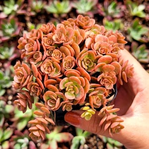 Sedum Mat - Etsy
