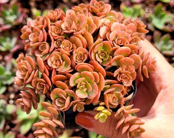 Sedum tetractinum 'Coral Reef'-  'Chinese Sedum' - (Stonecrop) ROOTED in a Pot 2.7"