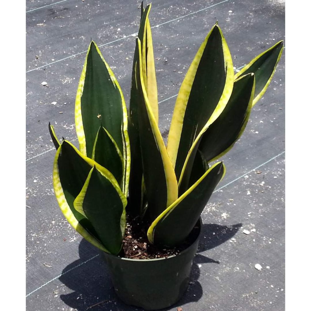 Snake Plant 'black Gold', Sansevieria Trifasciata, Mother-in-law's Tongue ,  Snakes Tongue, Air Purifier Plant, LARGE 8 to 10-inches - Etsy