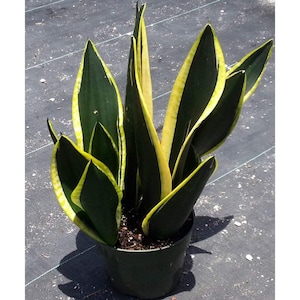 May include: A potted snake plant with dark green leaves edged in yellow. The plant is in a black plastic pot.