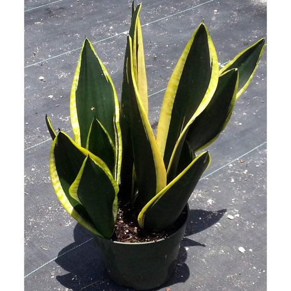 Sansevieria trifasciata 'Black Gold'