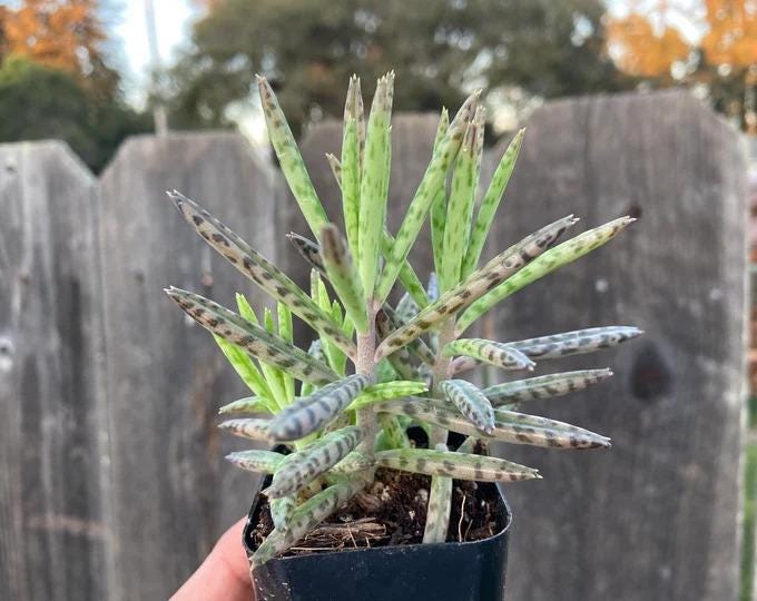 Kalanchoe Tubiflora Plant Kalanchoe Tubiflora 'Mother Of Thousands' Chandelier  Plant - Live Succulent House Plant - Easy Care Cactus & Succulent Kalanchoe  Tubular Plant
