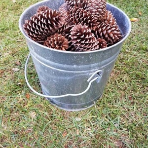 May include: A galvanized metal bucket filled with numerous brown pine cones. The bucket has a white handle and sits on a bed of green grass. The pine cones are various sizes and shapes, with a textured surface.