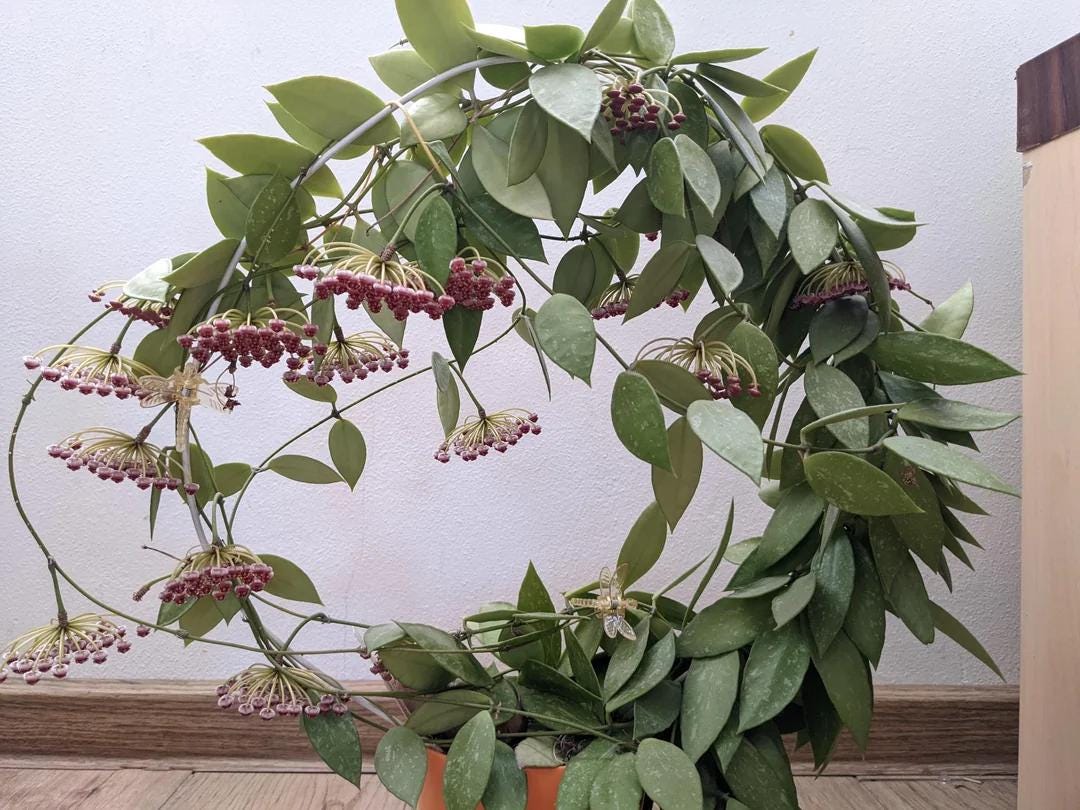 Hoya Memoria Gracilis in a 2.7 inch pot/ Beautiful Thick Splash Leaves/ Well-rooted