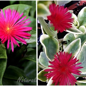 ROOTED Set of 2 Colors Baby Sun Rose-2 Aptenia 'Red Apple' and 2 Variegated Pink in 2" Pot, Heart-leaved midday flower, Ice Plant