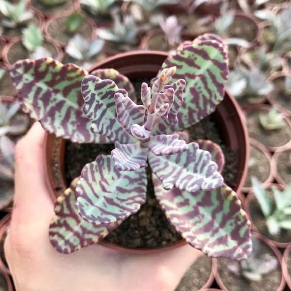 Kalanchoe Humilis Zebra Succulent Plant Tiger Strips Etsy