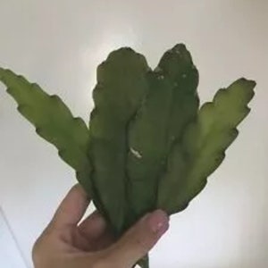 Organic Queen of The Night Plant, (Epiphyllum oxypetalum), Night Blooming Cereus, Princess of The Night- 2  Live Cuttings