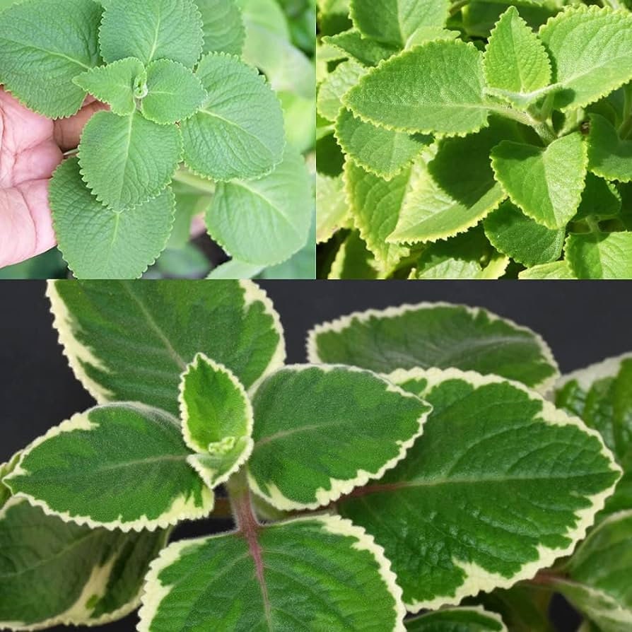 Combo Green and Variegated Cuban Oregano (Plectranthus Amboinicus)/ Spanish Thyme /Indian Borage/ Mexican Mint/ Menthol Plant in 2.7" pot