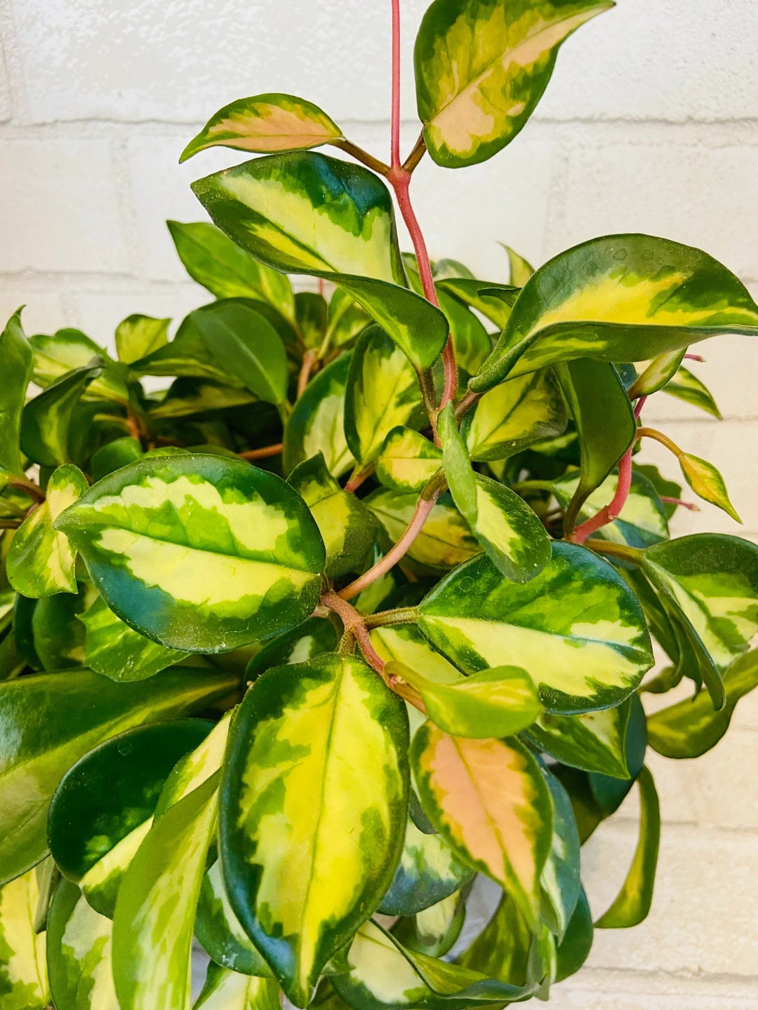 Hoya Carnosa 'rubra', Hoya Carnosa Variegated, Hoya Compacta Tricolor