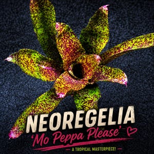 May include: A close-up of a Neoregelia plant, 'Mo Peppa Please', with vibrant green leaves speckled with red and yellow spots. The plant's center forms a cup-like shape. Text at the bottom reads: 'A Tropical Masterpiece!'