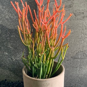May include: A potted plant with bright orange stems and green leaves in a light brown ceramic pot. The pot has a label that reads "11" in black.