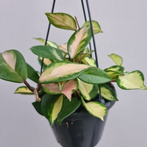 Hoya Carnosa Variegada, Planta de Interior Exótica con Flores de Cereza - Fácil Cuidado - ENRAIZADA, Maceta de 7 cm (maceta incluida)