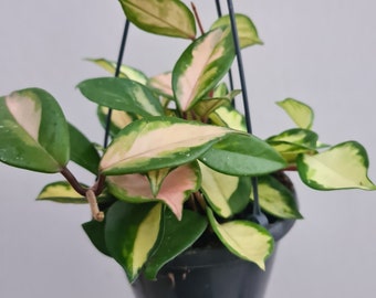 Hoya Carnosa Variegated, Exotic Flowering Wax House Plant - Easy Care- ROOTED, 2.7" pot (pot included)