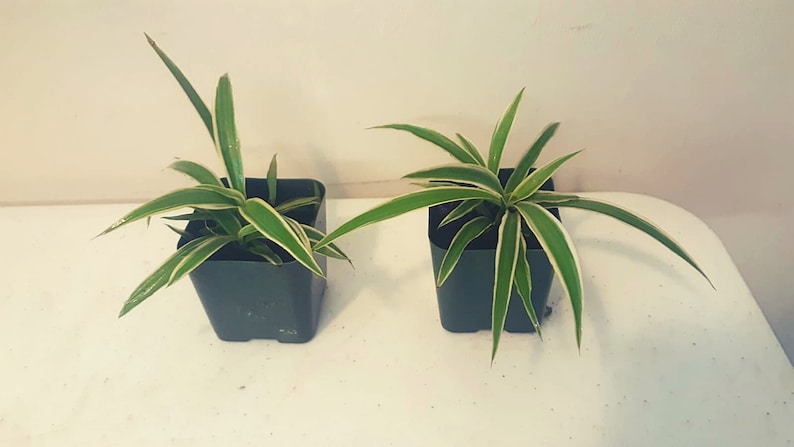 4 Potted Varieties of Spider Plants Chlorophytum comosum Zebra grass, Bonnie Curly, Hawaiian and Variegated Spider Plants Zebra Grass