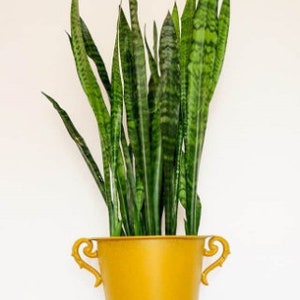 2 Sansevieria Trifasciata &#39;Robusta&#39;, Snake Plants, Mother-in-law&#39;s Tongue, Snake’s Tongue, Air Purifier Plant, LARGE 11-inch