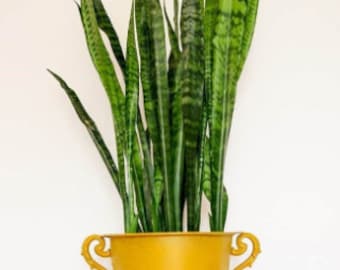 2 Sansevieria Trifasciata 'Robusta', Snake Plants, Mother-in-law's Tongue, Snake’s Tongue, Air Purifier Plant, LARGE 11-inch
