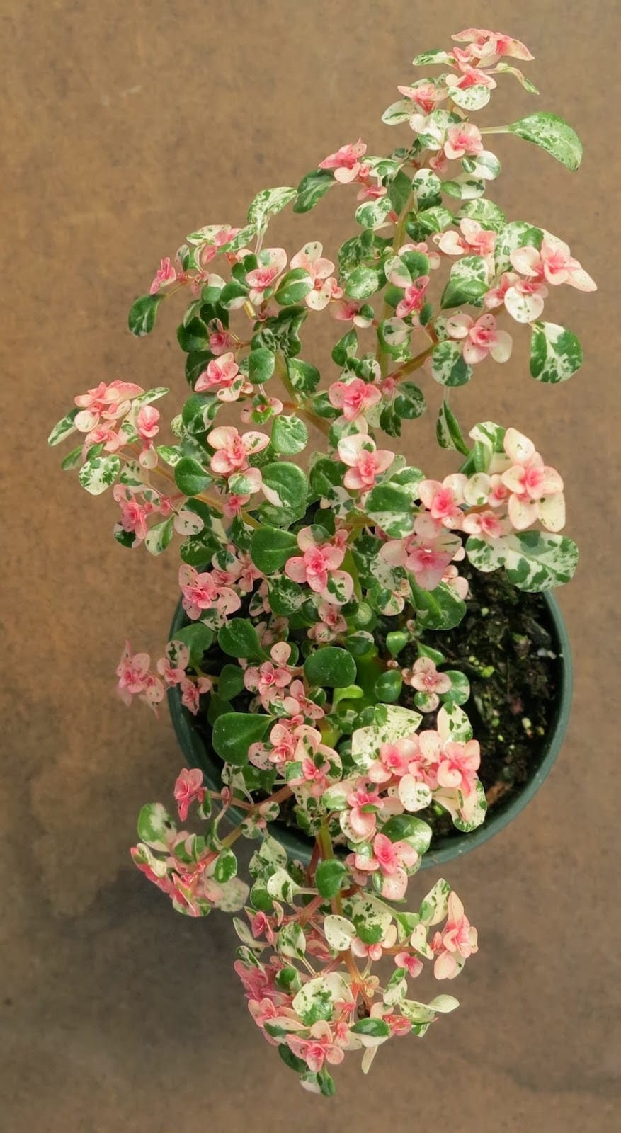 Snow Capped Artillery Fern - Tricolor Pilea Microphylla Variegata