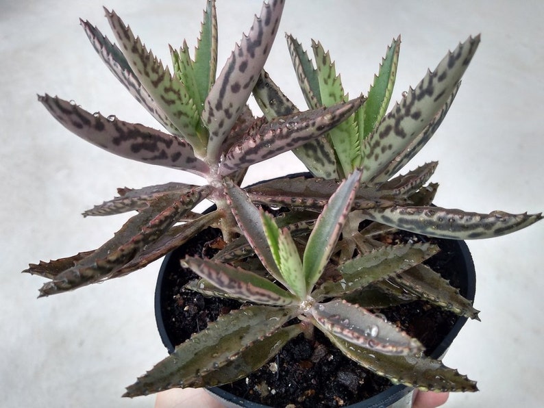 3 Mother of Thousands, Kalanchoe houghtonii, Madre de millones, Alligator Plant, Chandelier Plant with 3 Well-Rooted plants in 3 pot image 10