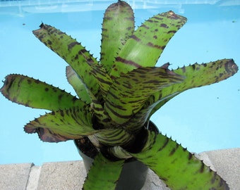 Bromelia tigre de Neoregelia 'Hannibal Lecter'
