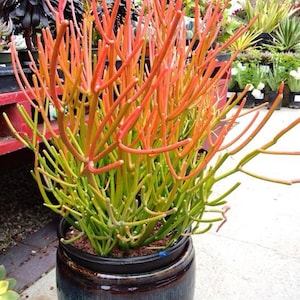 Euphorbia tirucalli, Pencil cactus, Finger Cactus, Fire cactus in 2.5&quot; Pot- (Pot included)