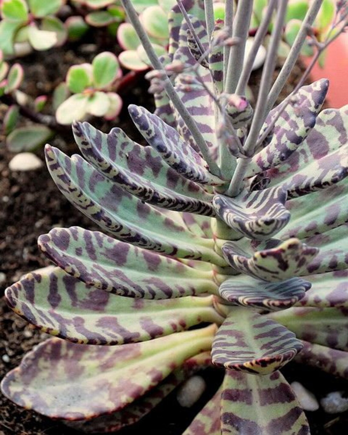 Kalanchoe Humilis Zebra Succulent Plant Tiger Strips Etsy